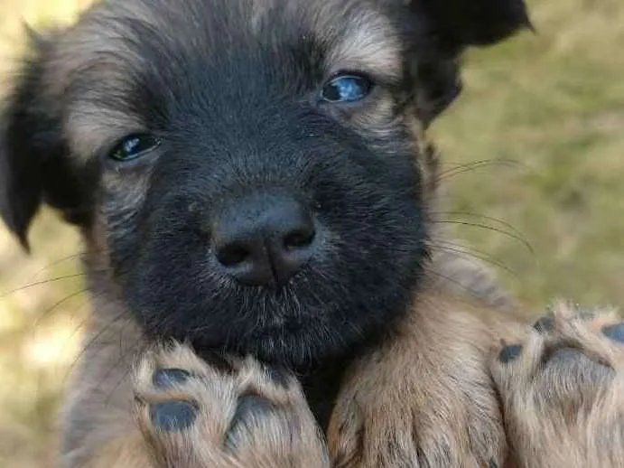 Cachorro ra a  idade 2 a 6 meses nome sem nome