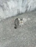 gatinho