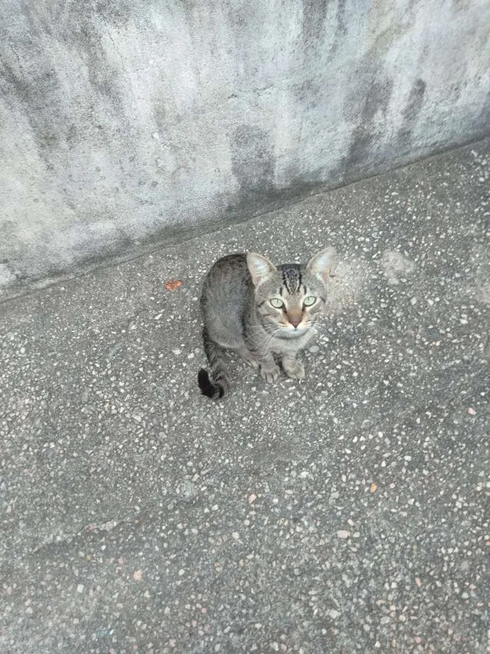 Gato ra a vira lata idade 2 anos nome gatinho