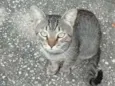 gatinho