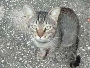 Gato raça vira lata idade 2 anos nome gatinho