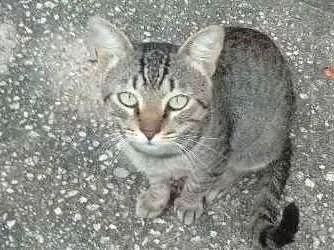 Gato ra a vira lata idade 2 anos nome gatinho