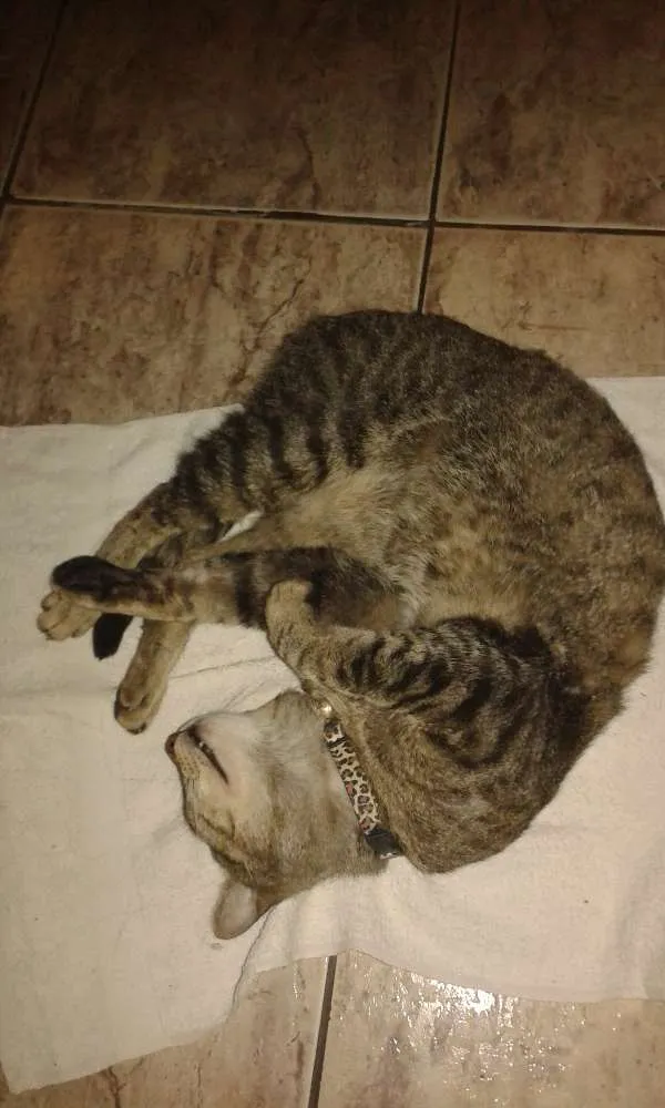 Gato ra a vira lata idade 2 anos nome gatinho