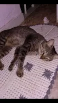 gatinho