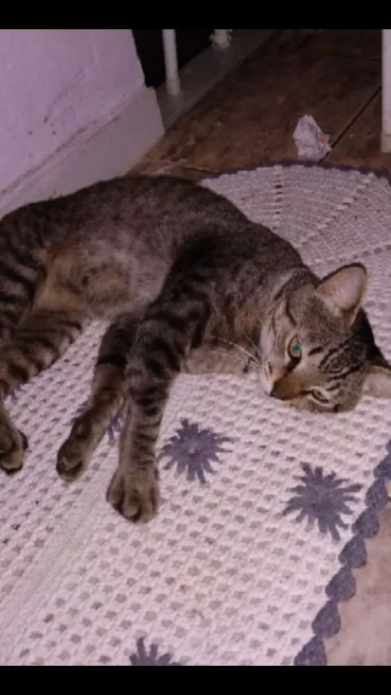 Gato ra a vira lata idade 2 anos nome gatinho