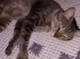 gatinho