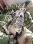 gatinho