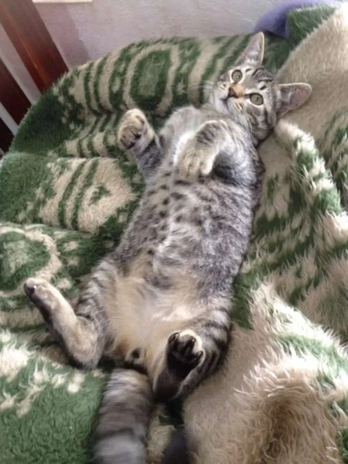 Gato ra a vira lata idade 2 anos nome gatinho