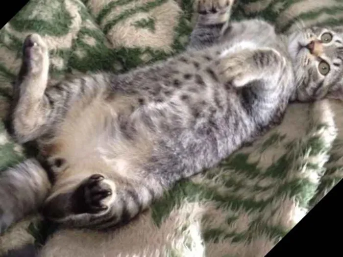 Gato ra a vira lata idade 2 anos nome gatinho
