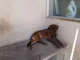 Bom Bom
