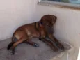 Bom Bom