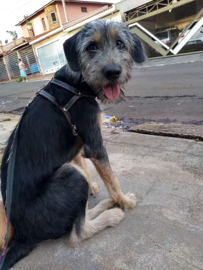 Cachorro ra a Vira lata idade 7 a 11 meses nome George Clooney
