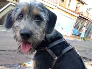 Cachorro raça Vira lata idade 7 a 11 meses nome George Clooney