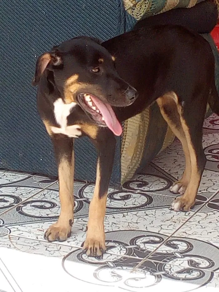 Cachorro ra a Srd  idade 7 a 11 meses nome Duke