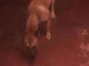 Cachorro raça Vira lata( mistura de raça ) idade 2 a 6 meses nome Paçoca