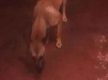 Cachorro ra a Vira lata( mistura de raça ) idade 2 a 6 meses nome Paçoca