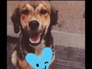 Cachorro raça Mestiço-Golden e Labrador idade 7 a 11 meses nome Spike