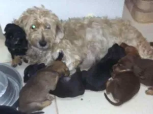 Cachorro raça srd idade Abaixo de 2 meses nome sem nomes ainda