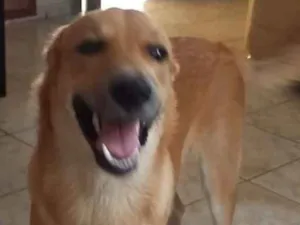 Cachorro raça SRD idade 3 anos nome Thor