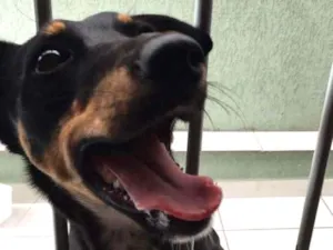 Cachorro raça Vira Lata idade 1 ano nome Espuleta