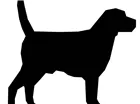 Cachorro raça srd idade 2 a 6 meses nome preta