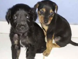 Cachorro raça basset misturado idade Abaixo de 2 meses nome 4 filhotinhos e mamã