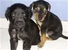 Cachorro raça basset misturado idade Abaixo de 2 meses nome 4 filhotinhos e mamã