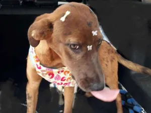 Cachorro raça Srd idade 2 a 6 meses nome Bom Bom