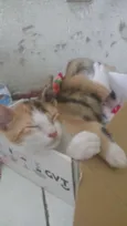 Pacato