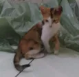 Pacato