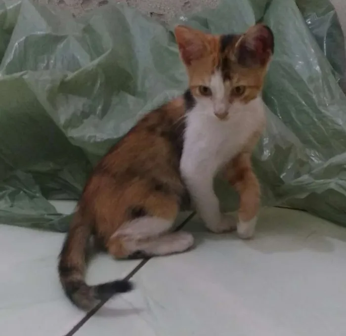 Gato ra a  idade 2 a 6 meses nome Pacato