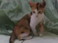 Pacato