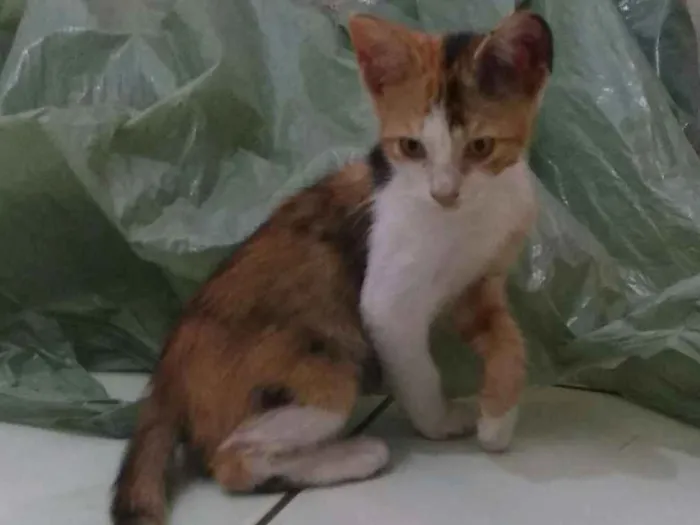 Gato ra a  idade 2 a 6 meses nome Pacato