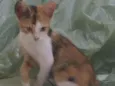 Pacato