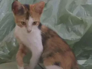 Gato raça  idade 2 a 6 meses nome Pacato