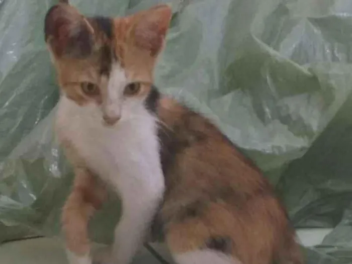 Gato ra a  idade 2 a 6 meses nome Pacato