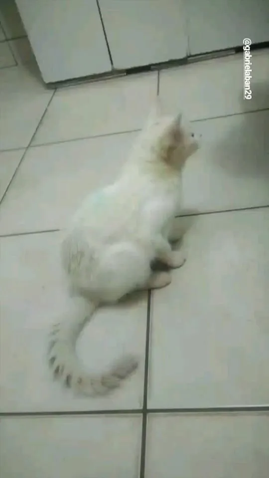 Gato ra a Não sei idade 1 ano nome Filho