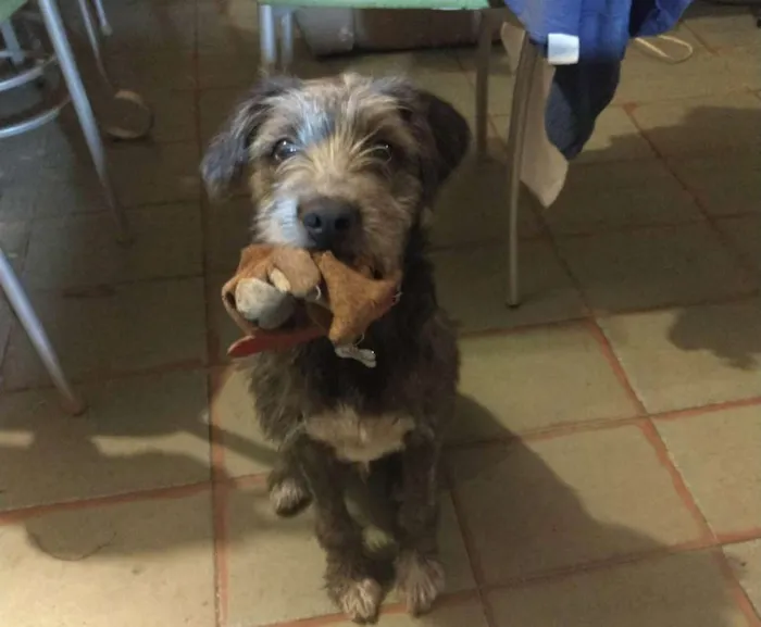 Cachorro ra a SRD idade 7 a 11 meses nome Kiko