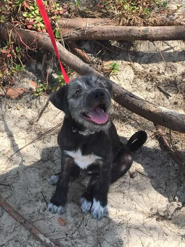 Cachorro ra a SRD idade 7 a 11 meses nome Kiko
