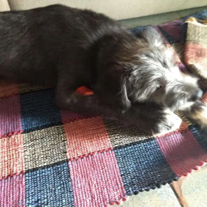 Cachorro ra a SRD idade 7 a 11 meses nome Kiko
