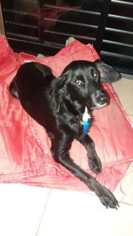 Cachorro ra a srd idade 6 ou mais anos nome Pretinho