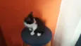 Belo, Xaninha, Jade,