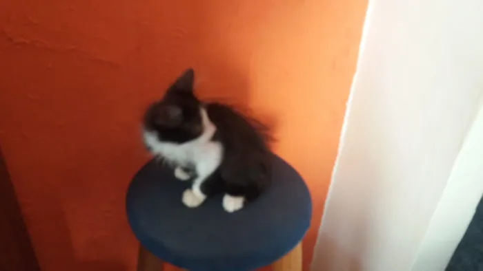 Gato ra a Mistiça idade 2 a 6 meses nome Belo, Xaninha, Jade,