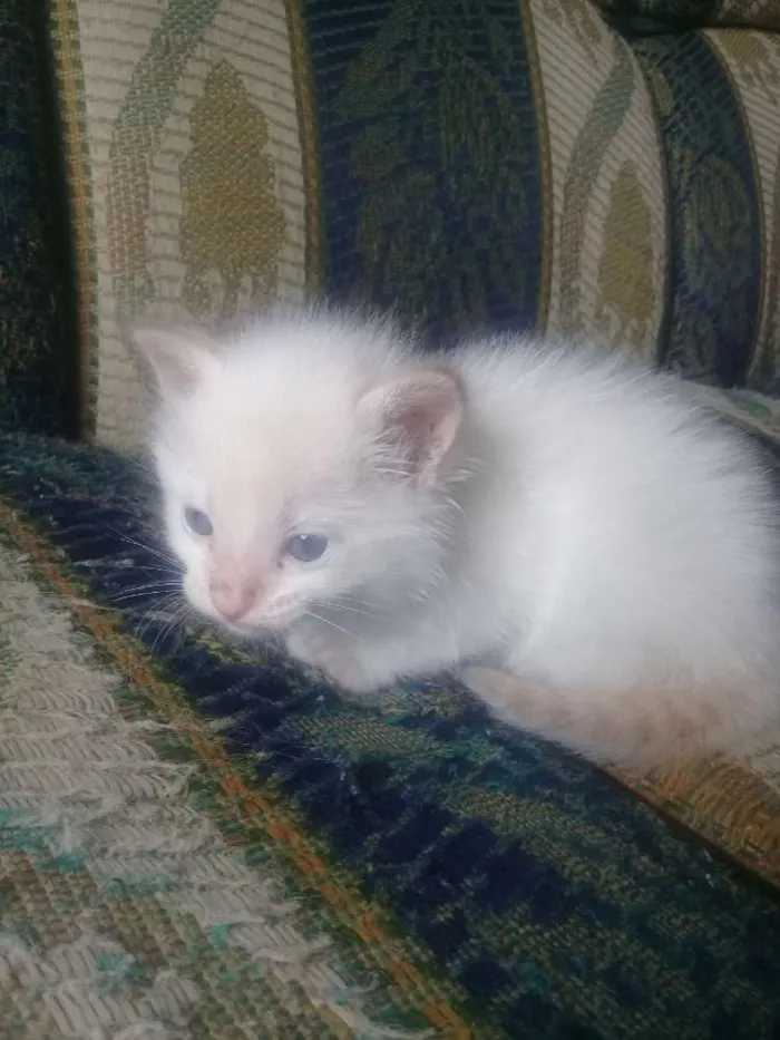 Gato ra a Vira lata  idade Abaixo de 2 meses nome Não tem nome 