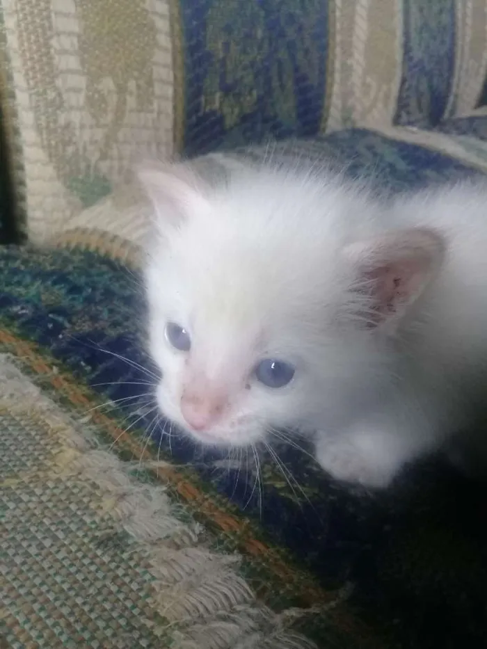 Gato ra a Vira lata  idade Abaixo de 2 meses nome Não tem nome 