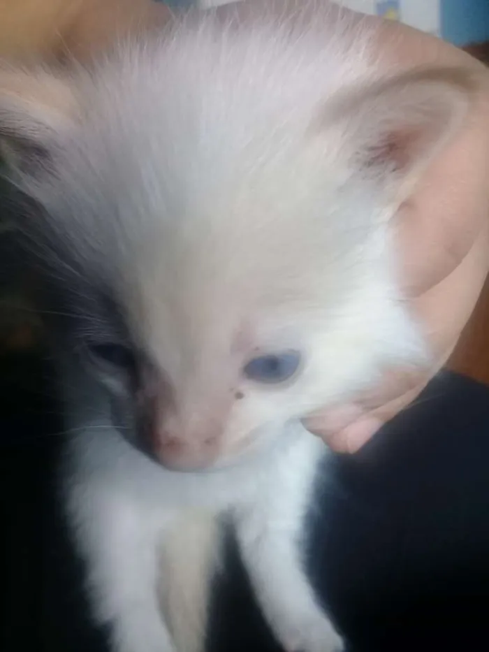 Gato ra a Vira lata  idade Abaixo de 2 meses nome Não tem nome 