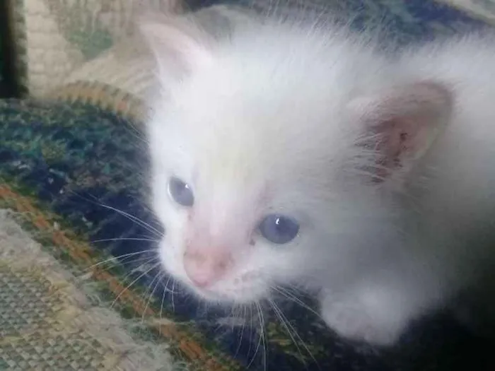 Gato ra a Vira lata  idade Abaixo de 2 meses nome Não tem nome 
