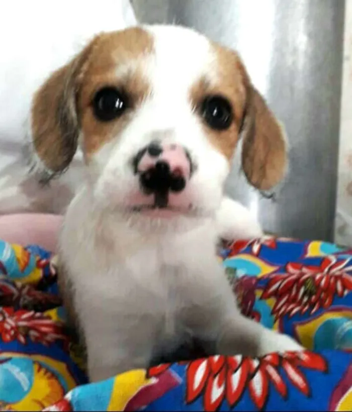 Cachorro ra a  idade 2 a 6 meses nome Filhotes Val