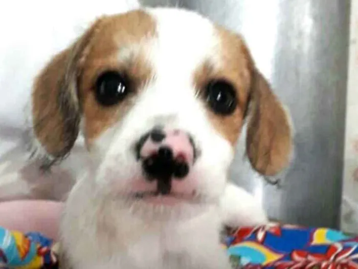 Cachorro ra a  idade 2 a 6 meses nome Filhotes Val