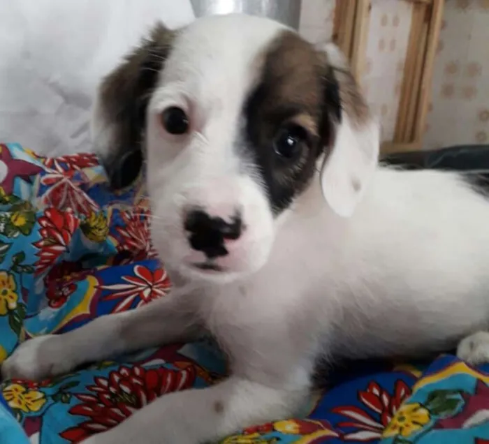 Cachorro ra a  idade 2 a 6 meses nome Filhotes Val